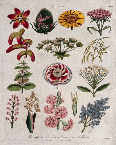 Fifteen flowers of different forms. Coloured etching by J. Pass, c ...