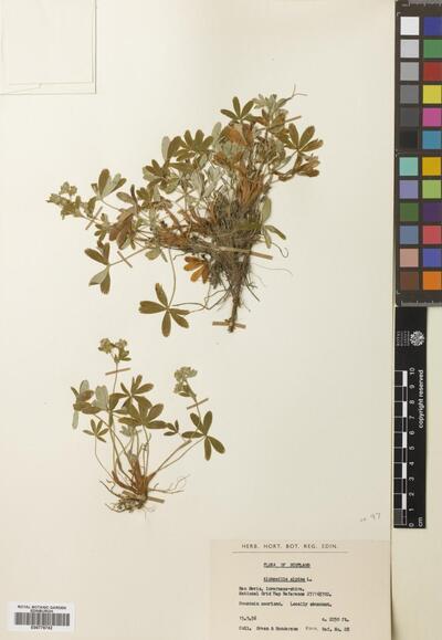 Alchemilla alpina L. | Europeana