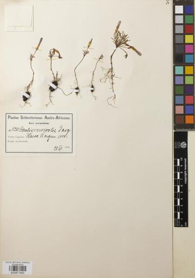 Oxalis versicolor L. | Europeana