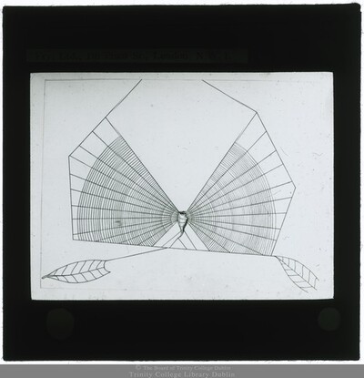 Glass Slide: Drawing Of A Spider’s Web 