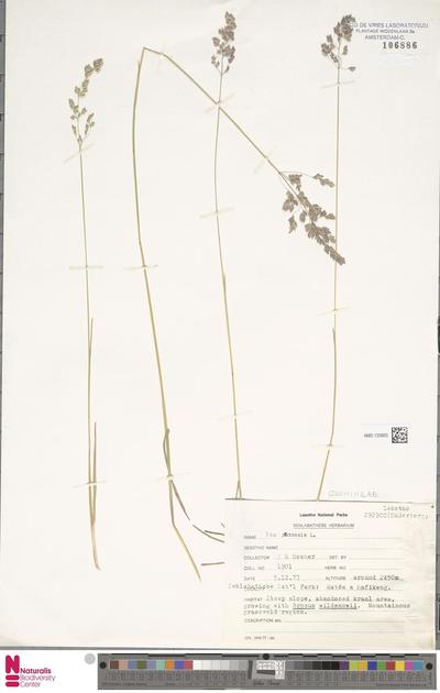 Poa pratensis L. | Europeana