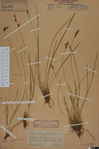 Carex longifolia Host | Europeana