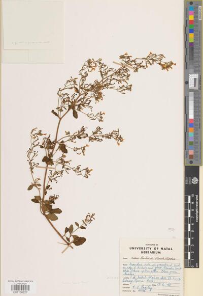 Sutera floribunda (Benth.) Kuntze | Europeana