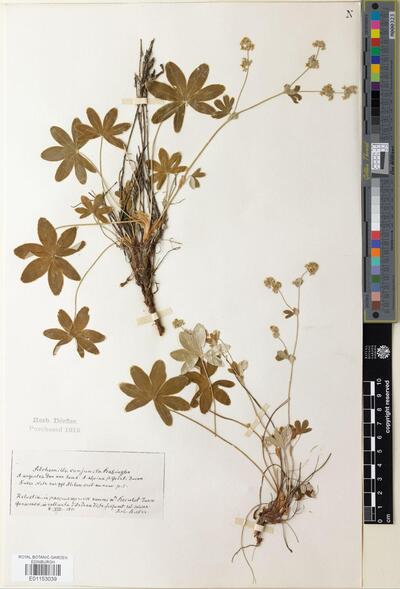 Alchemilla conjuncta Bab. | Europeana