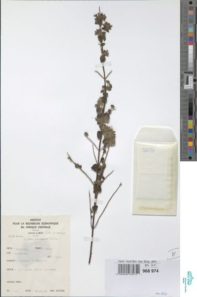 Hyptis pectinata (L.) Poit. Europeana