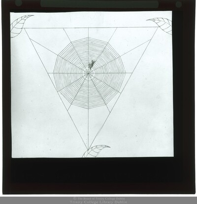 Drawing Of A Spider’s Web With Spider 