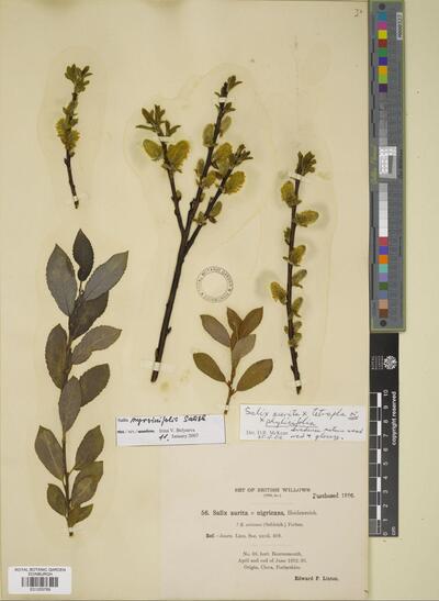 Salix x ludificans F.B.White | Europeana