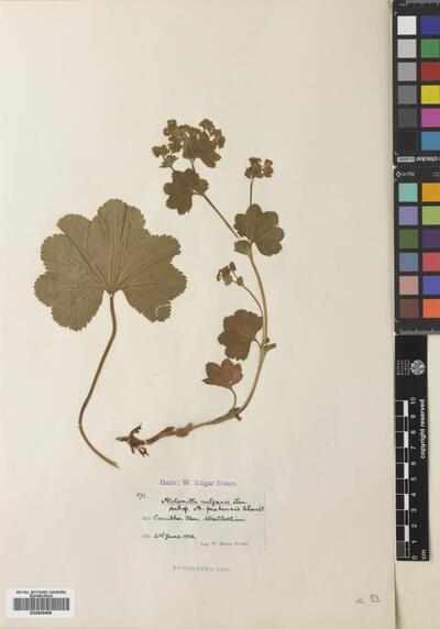 Alchemilla glabra Neygenf. | Europeana