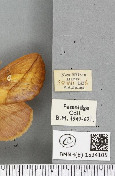 Euthrix potatoria (Linnaeus, 1758) | Europeana