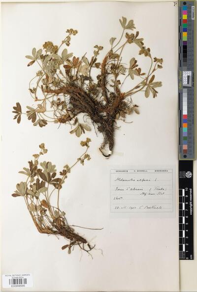 Alchemilla alpina L. | Europeana