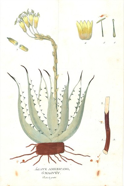 Agave Americano, O Magvey, aloe vera | Europeana