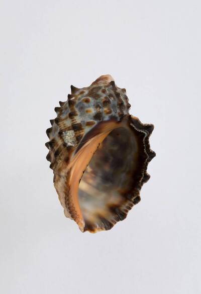 Plicopurpura patula (Linnaeus, 1758) Europeana