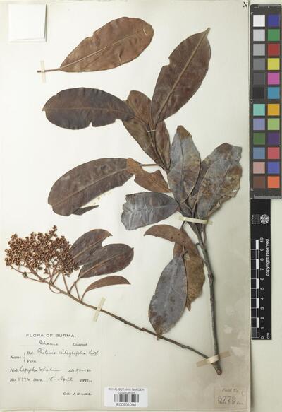 Photinia integrifolia Lindl. | Europeana