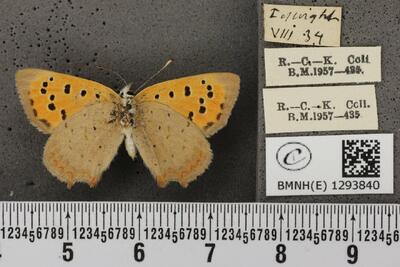 Lycaena phlaeas eleus (Fabricius, 1798) | Europeana