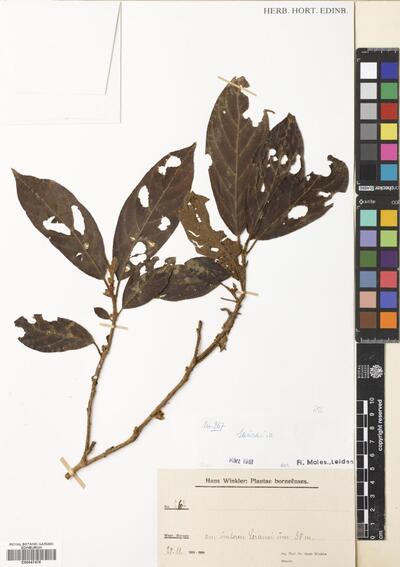 Saurauia Willd. | Europeana