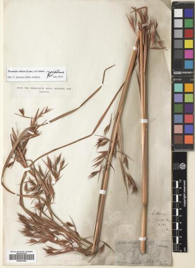 Themeda villosa (Lam.) A.Camus | Europeana