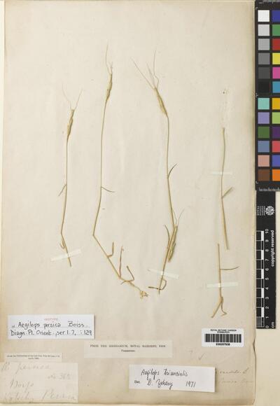 Aegilops triuncialis L. | Europeana