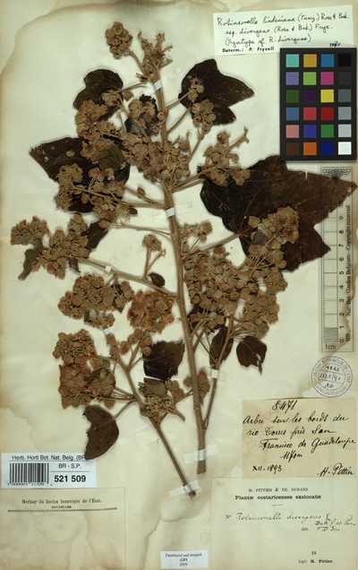 Robinsonella lindeniana (Turcz.) Rose & Baker f. subsp. divergens (Rose