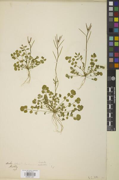 cardamine-hirsuta-l-europeana