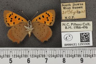 Lycaena phlaeas eleus (Fabricius, 1798) | Europeana