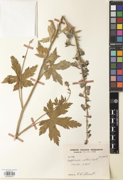 Delphinium vestitum Wall. ex Royle | Europeana