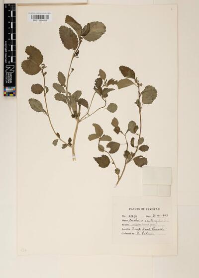 Botanical illustration of Rose leaves 