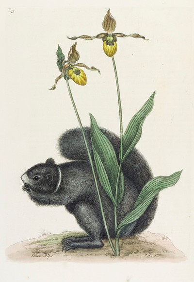 Invasive Species: Grey Squirrel | Europeana