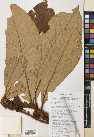 Saurauia Willd. | Europeana