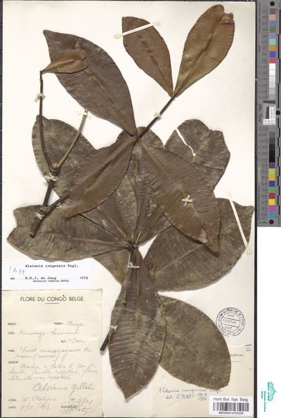 Alstonia congensis Engl. Europeana