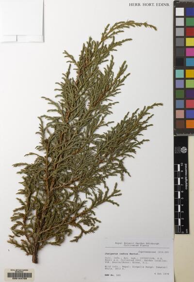 Juniperus indica Bertol. | Europeana