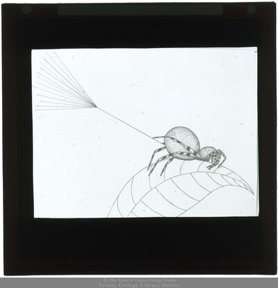 Drawing Of A Spider 