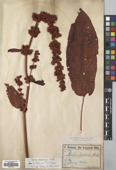 Rumex nepalensis Spreng. | Europeana