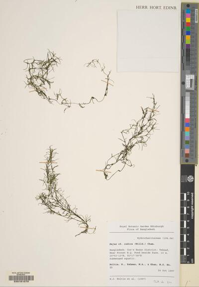 Najas indica (Willd.) Cham. | Europeana