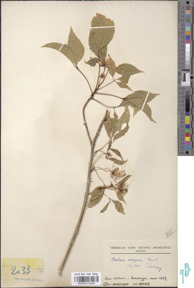 Crateva religiosa G.Forst. | Europeana