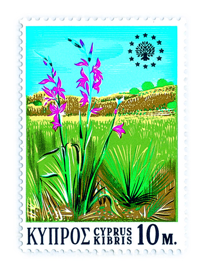 Sword Lily Or Common Corn Flag Wild Gladiolus European Nature 