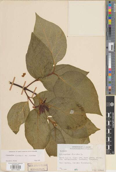 Calycanthus floridus L. | Europeana